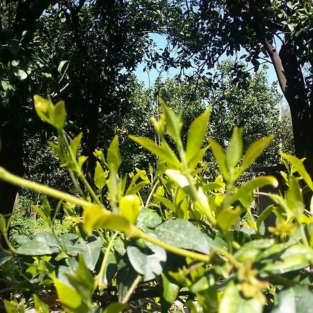 Guest house Maison Susy 3*